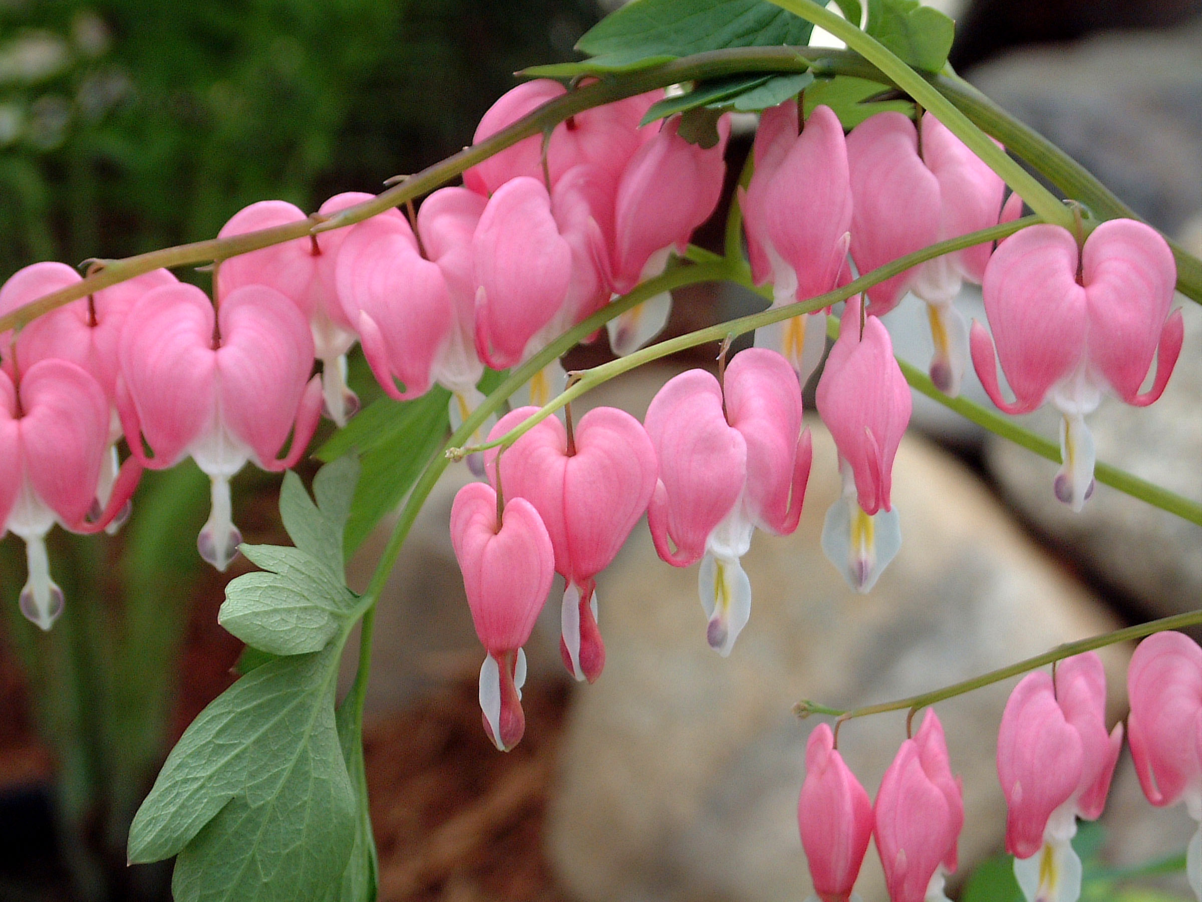 Bleeding Hearts Dicentra Spectabilis A Cool Weather Favorite