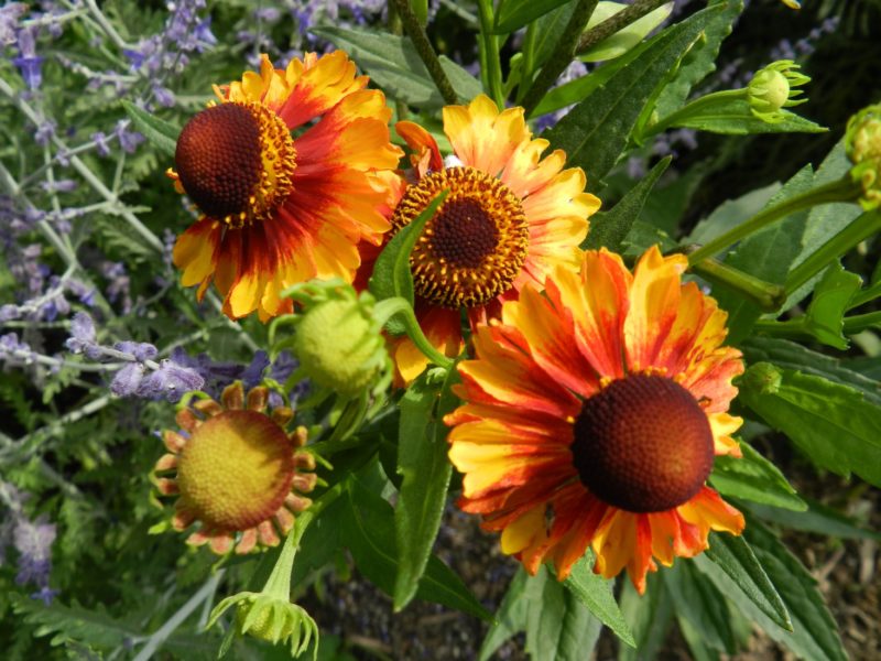 Helenium Helen's Flower A Royal Beauty Fit For a Queen Powerful Perennials