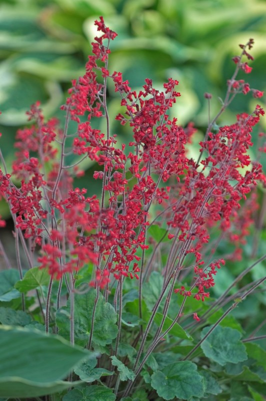 Coral Bells - Heuchera : Beautiful Blooms, Stunning Foliage - Powerful ...