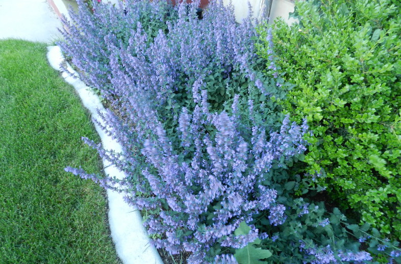 Nepeta Catmint A Marathon Of Bloom Powerful Perennials
