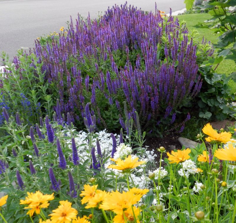 Salvia - Constant Color for the Novice Gardener - Powerful Perennials