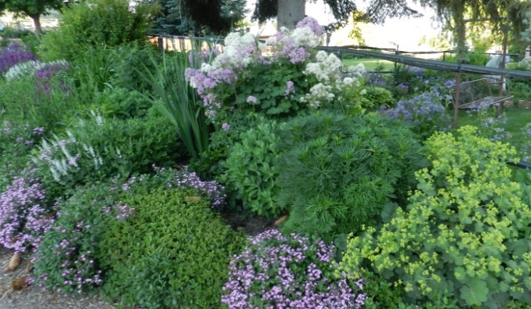 Powerful Perennials For Shade Gardens Powerful Perennials Powerful Perennials For Shade Gardens Powerful Perennials